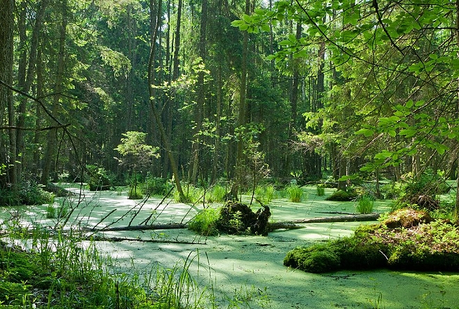 bialowieza.jpg bialowieza.jpg