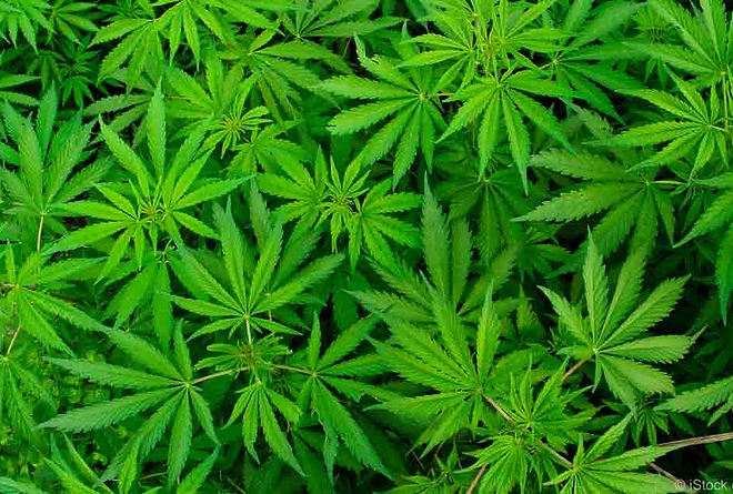 marihuana.jpg marihuana.jpg