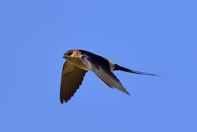 vorhenyes-fecske-2.jpg