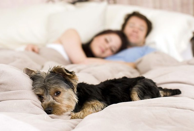 couple-bed-dog.jpg.838x0_q80-e1477204288248.jpg