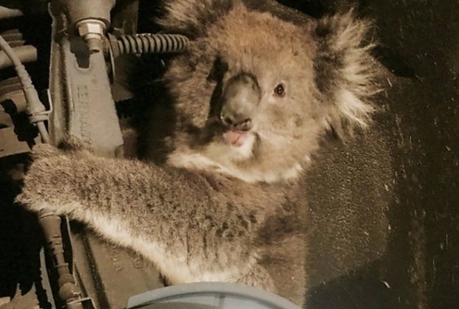 koala.jpg koala.jpg