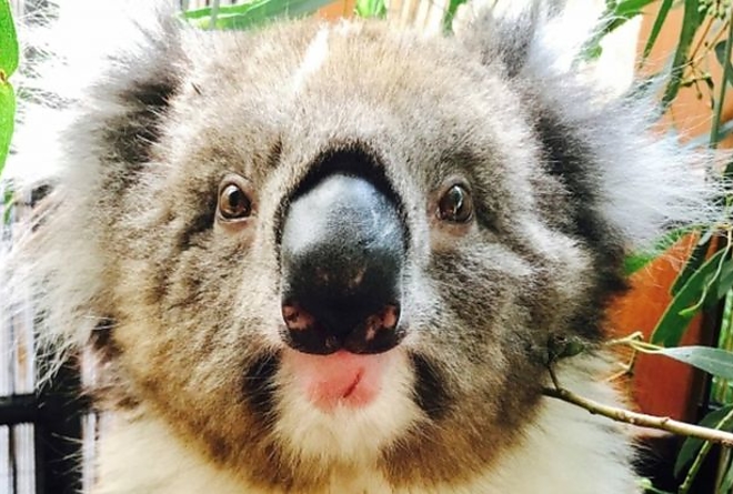 koala2.jpg koala2.jpg