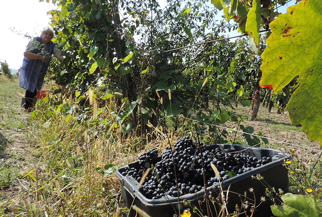 szuret_170929_vcs_08.jpg