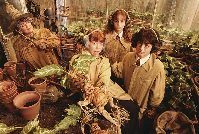mandragora_noveny_harry_potter.jpg mandragora_noveny_harry_potter.jpg