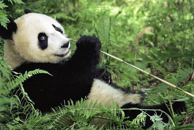 panda.jpg