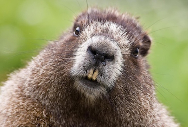 beaver_hod.jpg