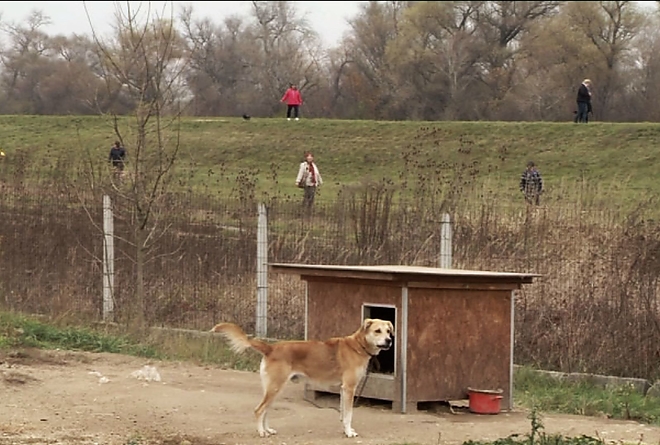 kutyagolas_e1108.jpg kutyagolas_e1108.jpg