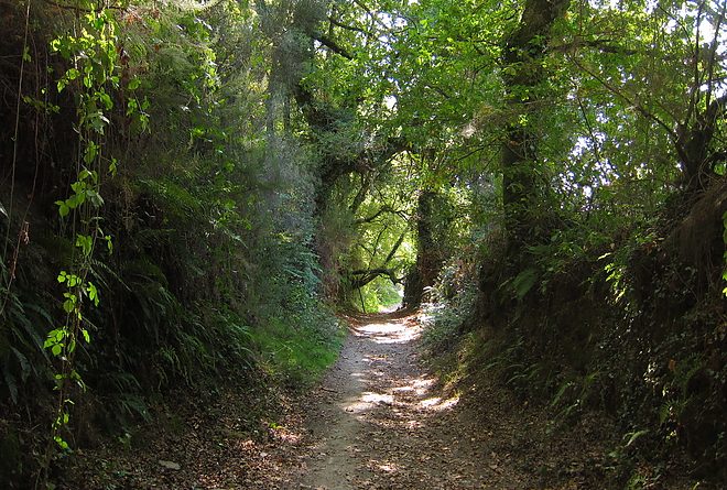 camino_9.jpg