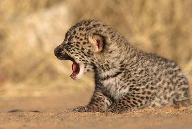 baby_leopard_baba_kolyok_referencecom.jpg baby_leopard_baba_kolyok_referencecom.jpg