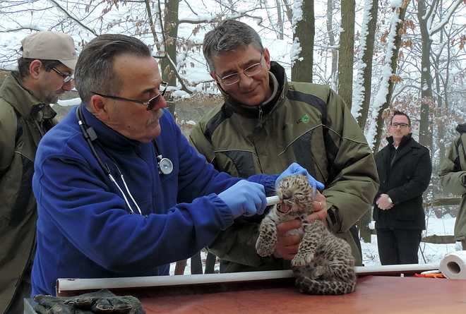 parduc_kolyok_180117_vcs_08.jpg