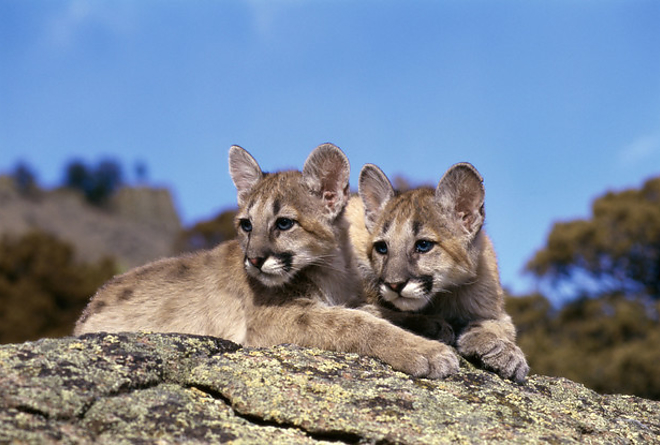 puma.jpg