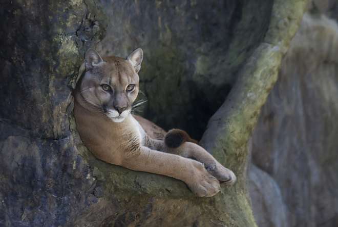 puma_2.jpg