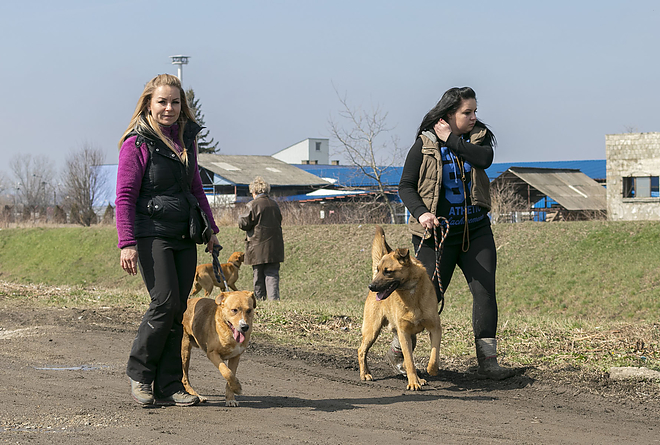 nyilt_nap_a_miskolci_allategeszsegugyi_telepen_20180324_bl_020_web.jpg