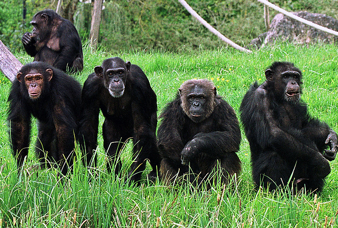 csimpanz_majom.jpg