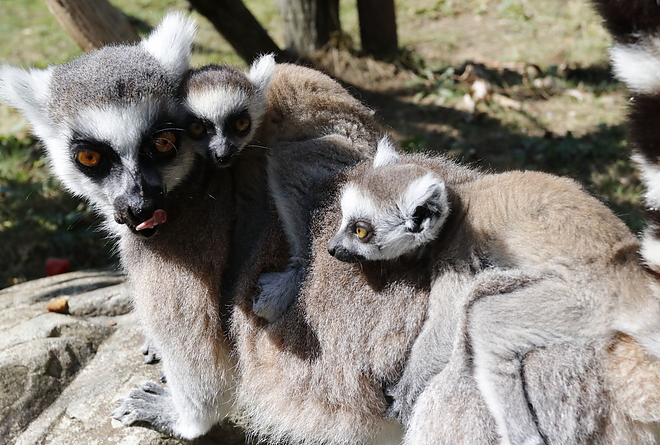 lemur_20180828_vcs_08.jpg
