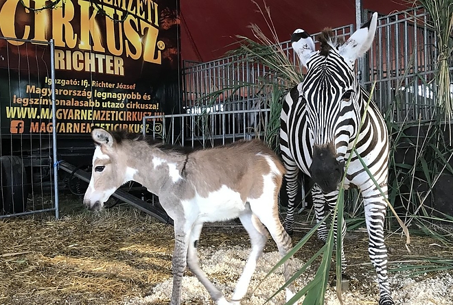 zebra_szamar_magyar_nemzeti_cirkusz.jpg zebra_szamar_magyar_nemzeti_cirkusz.jpg