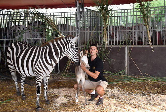zebra_szamar_magyar_nemzeti_cirkusz2.jpg zebra_szamar_magyar_nemzeti_cirkusz2.jpg