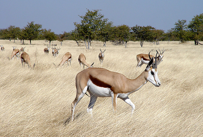 antilop.jpg antilop.jpg