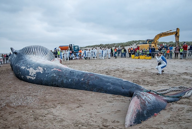 balna_belgium_tengerpart.jpg balna_belgium_tengerpart.jpg