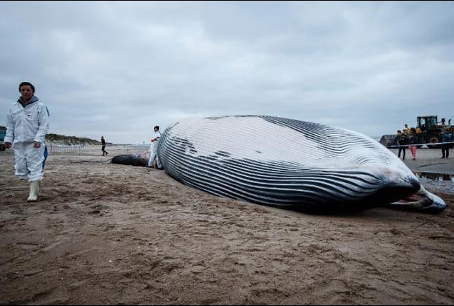 balna_belgium_tengerpart2.jpg balna_belgium_tengerpart2.jpg