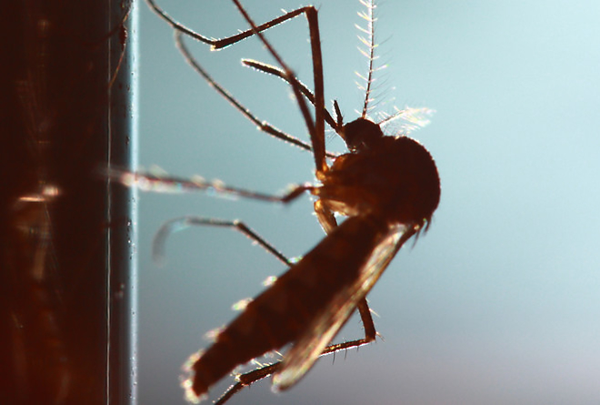 orias_moszkito.jpg orias_moszkito.jpg