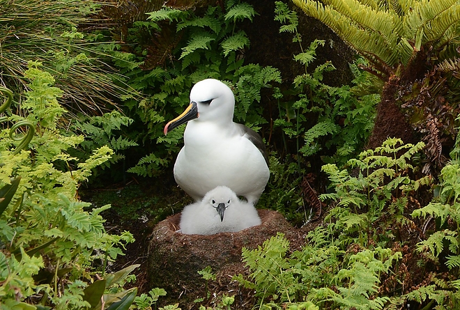 tengeri_madar_albatrosz.jpg tengeri_madar_albatrosz.jpg