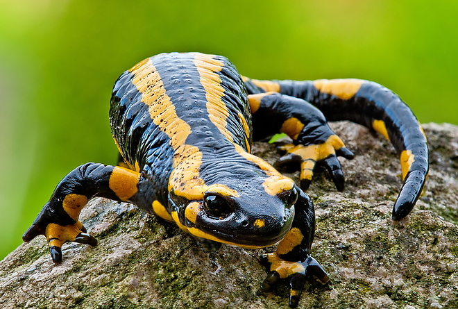 foltos_szalamandra.jpg foltos_szalamandra.jpg