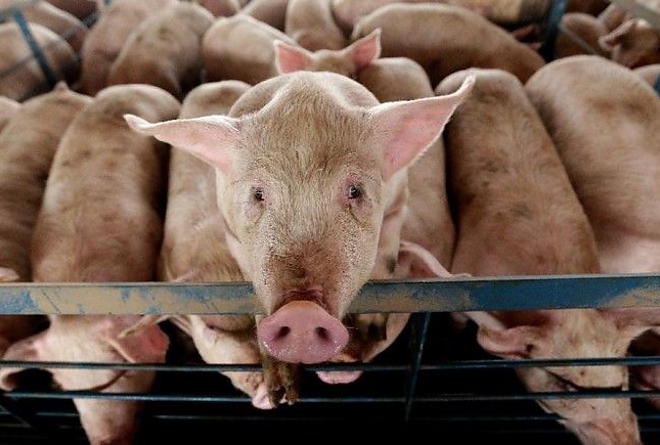 sertespestis-.jpg sertespestis-.jpg