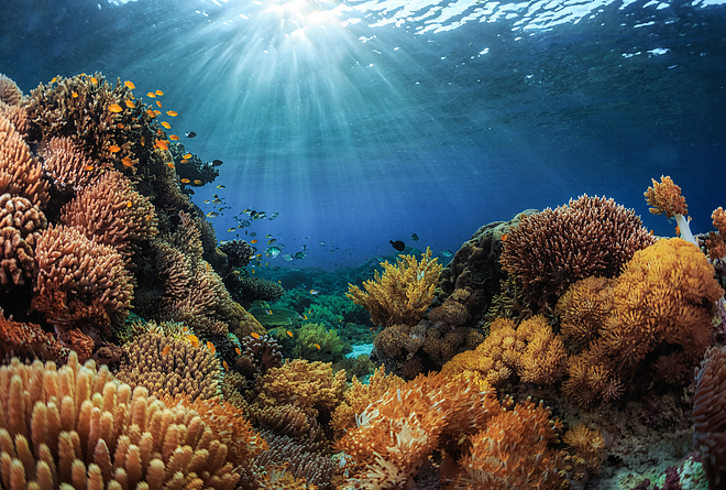ocean_reef.jpg