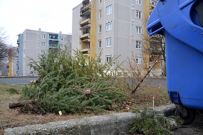 kidobott_fenyo_150116_fkcs_10.jpg