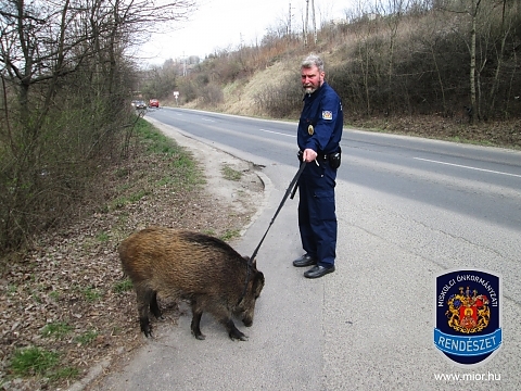 vaddiszno_mior_20150326.jpg