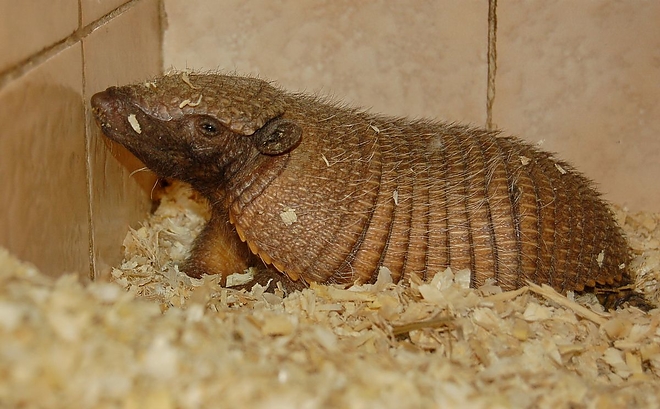 tatu.jpg tatu.jpg