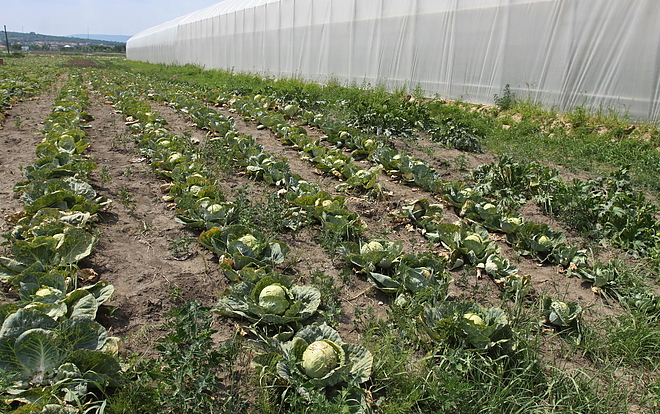 agrokultura_150717ml.jpg