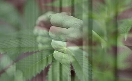 cannabisplant_2.jpg