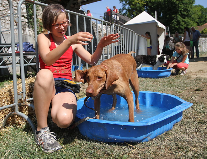 kutyas_napkozi_150717ml_000.jpg kutyas_napkozi_150717ml_000.jpg