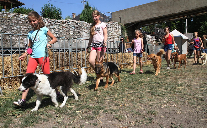 kutyas_napkozi_150717ml_06.jpg kutyas_napkozi_150717ml_06.jpg