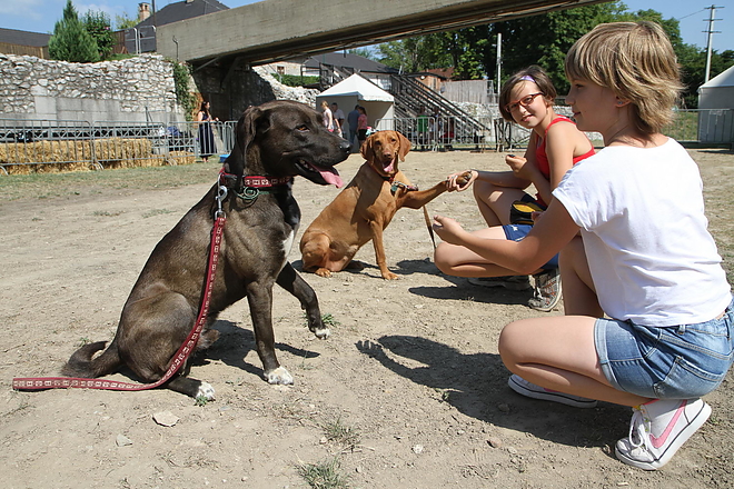 kutyas_napkozi_150717ml_09.jpg kutyas_napkozi_150717ml_09.jpg
