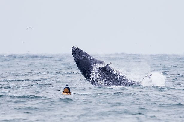 pay-hump-back-whale.jpg pay-hump-back-whale.jpg