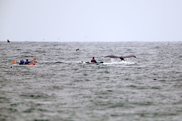 pay-hump-back-whale_2.jpg pay-hump-back-whale_2.jpg
