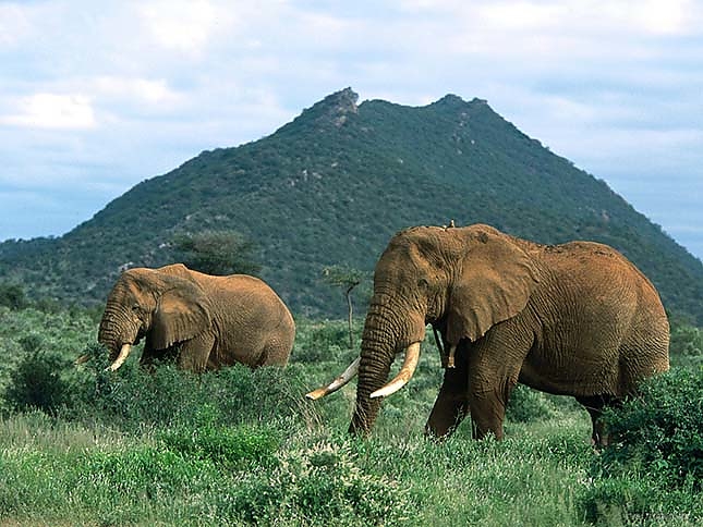 elefant_gabon.jpeg