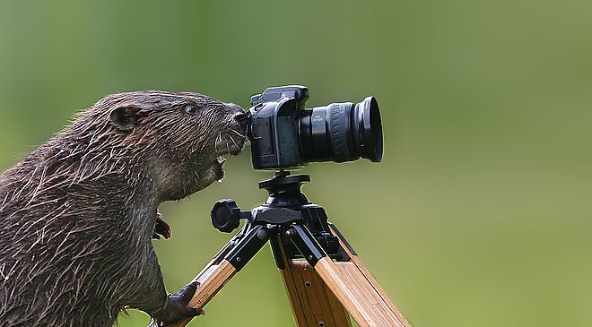 fotosallat13.jpg fotosallat13.jpg