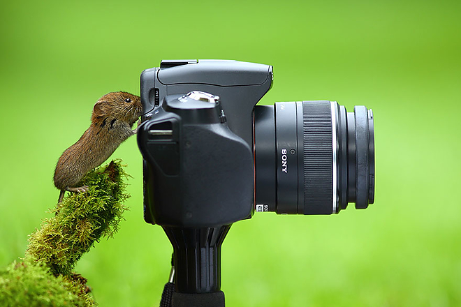 fotosallat2.jpg fotosallat2.jpg