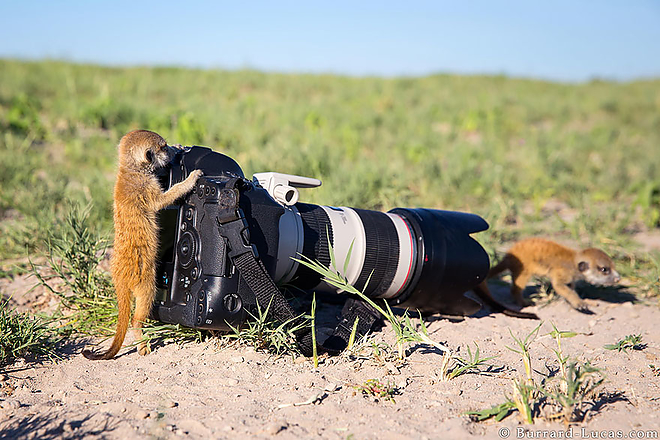 fotosallat5.jpg fotosallat5.jpg