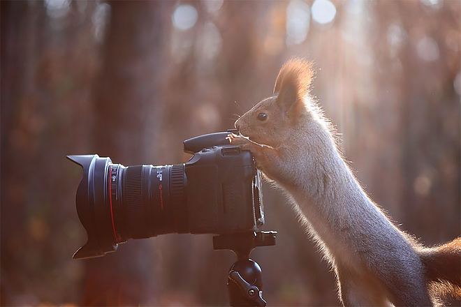 fotosallat6.jpg fotosallat6.jpg