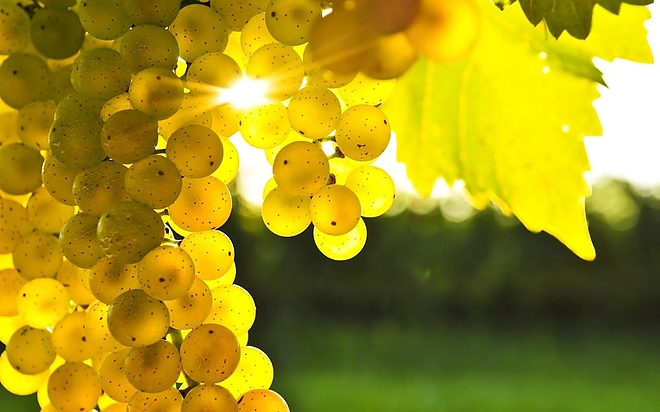 tokaj_szolo.jpg