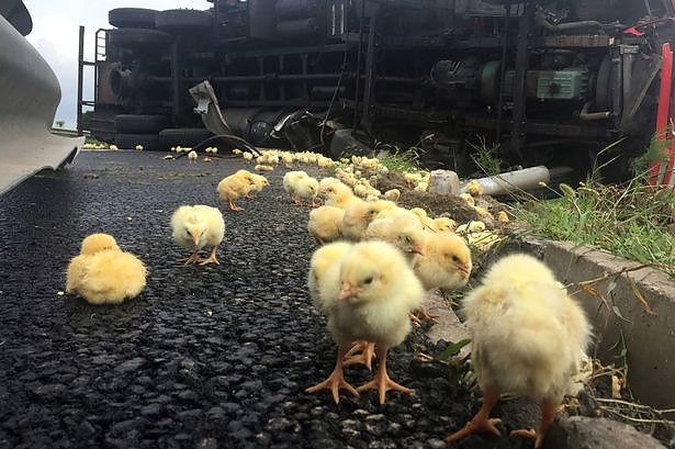 truck-full-of-chicks-overturns.jpg
