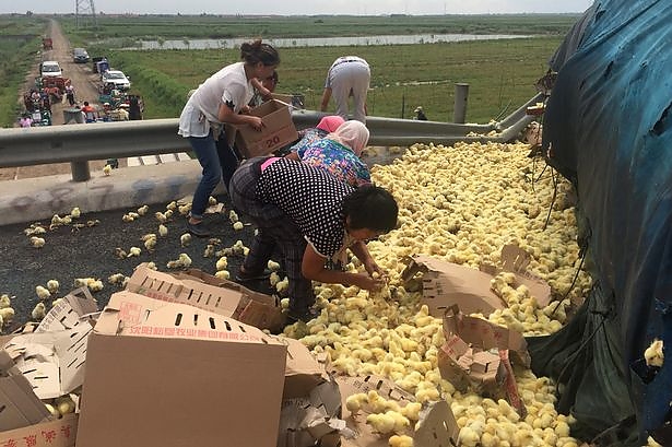 truck-full-of-chicks-overturns_2.jpg