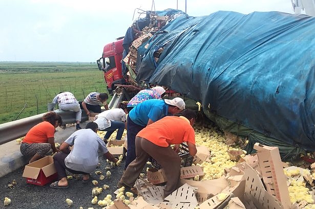 truck-full-of-chicks-overturns_3.jpg