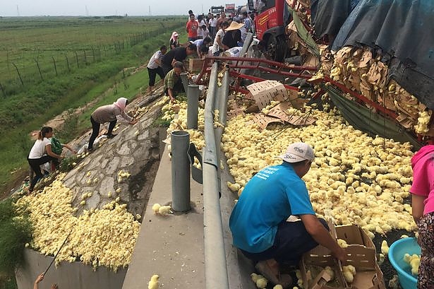 truck-full-of-chicks-overturns_4.jpg