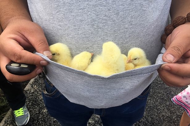 truck-full-of-chicks-overturns_5.jpg